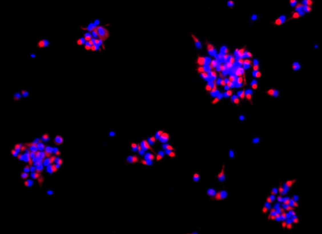 Mouse Neurospheres