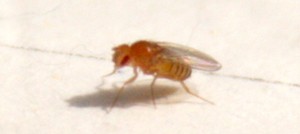 Drosophila melanogaster