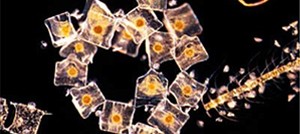 Diatoms