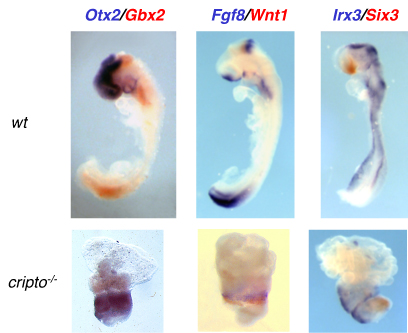 Cripto (Tdgf1) null mutants