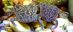 Xenopus laevis