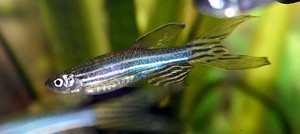 Zebrafish