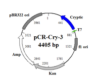 pCR-Cry-3