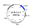 pCR-Cry-3