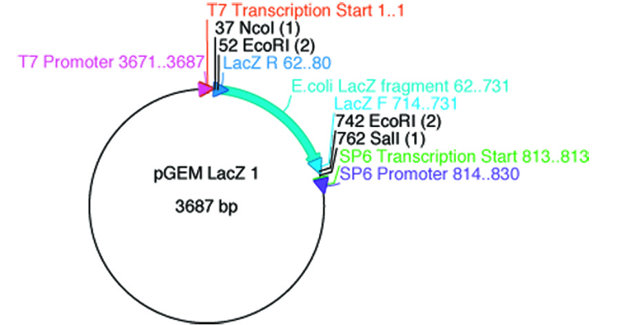 pGEM  LAC Z  1