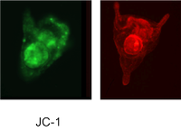 JC-1 Assay on sea urchin embryos