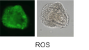 ROS assay on sea urchin embryos