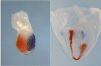 Whole mount in situ hybridizatyon on mouse embryos with DIG-and FLUO-labeled riboprobes