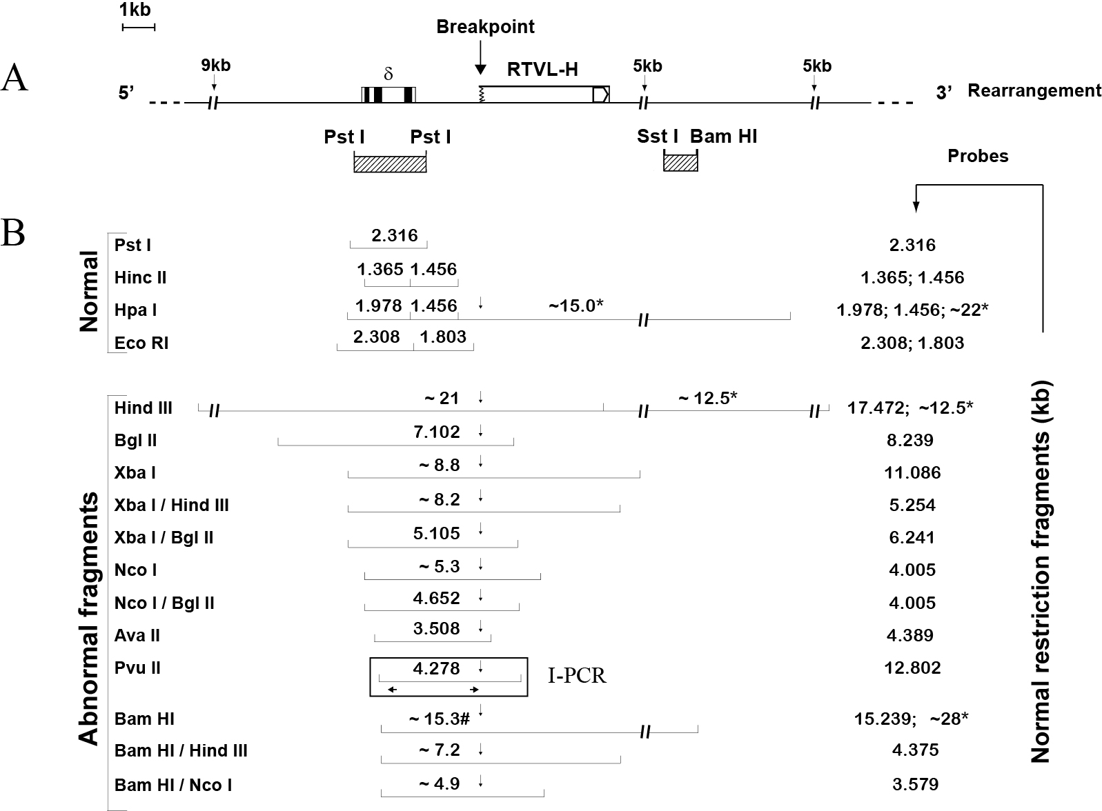 Circularization of DNA fragments for the molecular characterization of new deletions