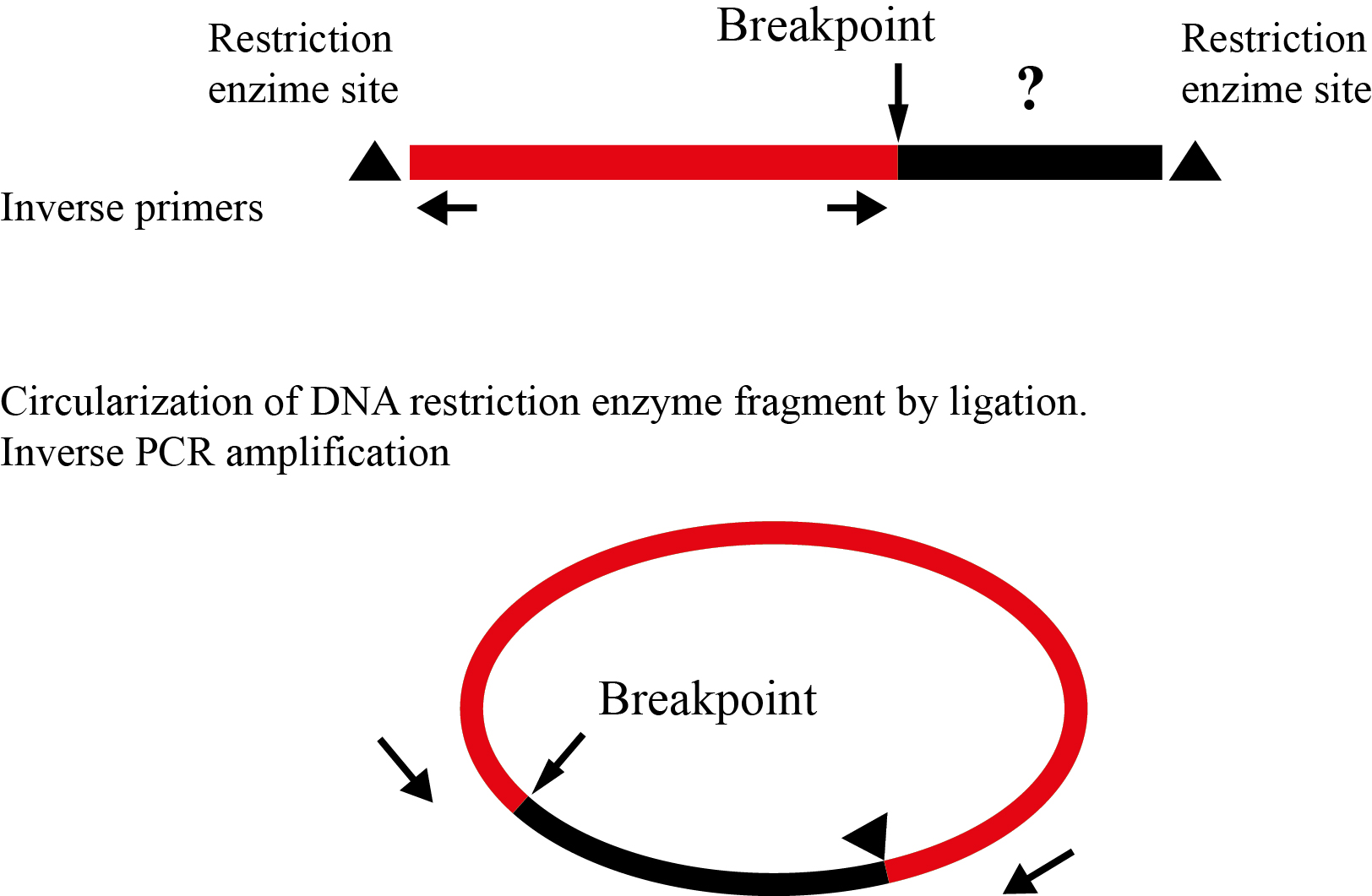 Inverse-PCR (I-PCR) for the identification of the breakpoints of deletions