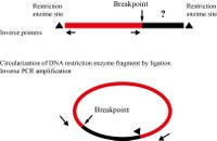 Inverse-PCR (I-PCR) for the identification of the breakpoints of deletions