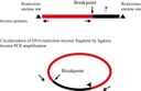 Inverse-PCR (I-PCR) for the identification of the breakpoints of deletions