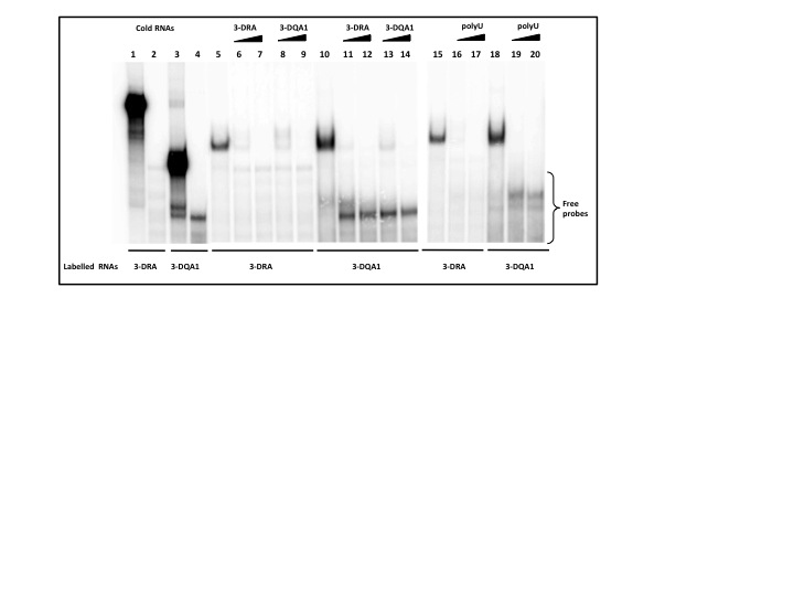 RNA-protein interaction